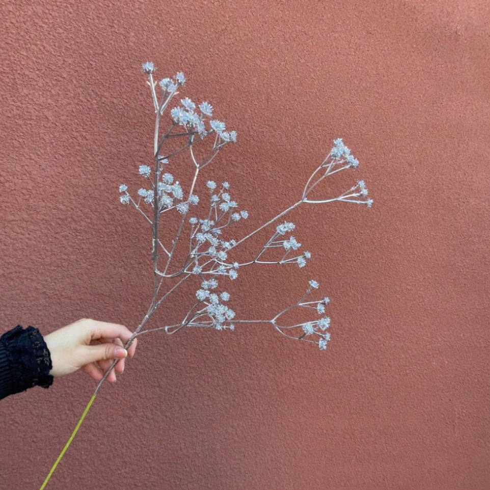 Gypsophile argentée