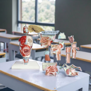 Modèle anatomique médical du nez, de la bouche, du pharynx et du larynx, modèle d'enseignement scientifique médical - Product Image 4