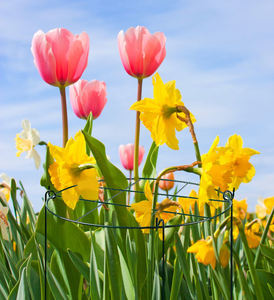 Support végétal enduit de poudre verte croître à travers la <span class=keywords><strong>grille</strong></span> - Product Image 5