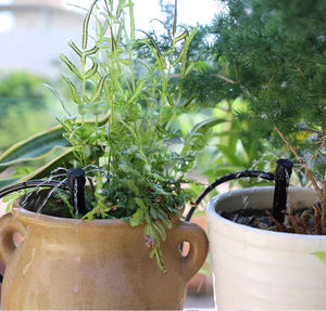 Dispositivo <span class=keywords><strong>de</strong></span> <span class=keywords><strong>riego</strong></span> automático <span class=keywords><strong>de</strong></span> plástico, tubería <span class=keywords><strong>de</strong></span> <span class=keywords><strong>riego</strong></span> por goteo con cuatro gotas y pelo <span class=keywords><strong>de</strong></span> espada <span class=keywords><strong>para</strong></span> uso en invernadero - Product Image 1