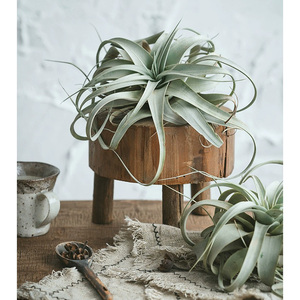 Tabouret d'appoint en <span class=keywords><strong>bois</strong></span> rustique contemporain, petit banc, support de <span class=keywords><strong>plante</strong></span> de style ferme, accessoire de photographie, présentoir en <span class=keywords><strong>bois</strong></span> massif, décoration d'intérieur - Product Image 3