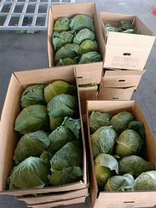 Chou vert frais fraîchement dévêtu Chou rond frais Chou plat frais - Product Image 2