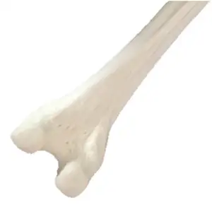 Ortopedik eğitim sondaj için tam Femur Innominate modeli ile KyrenMed Sawbones köpük kortikal insan kalça kemik modeli