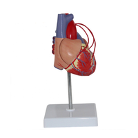 Modèle anatomique en PVC de la chirurgie de contournement du cœur humain pour les étudiants en sciences médicales et la formation des infirmières pour les écoles