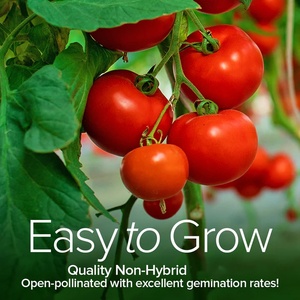 <span class=keywords><strong>Kit</strong></span> de plantes de jardin potager biologique 8 tomates pour amoureux de la culture en extérieur ou à la maison dans un sol de jardin en état d'utilisation - Product Image 6