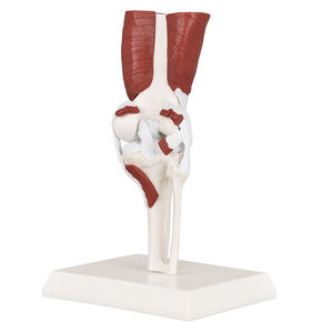 Modelo Anatómico de Articulación de Rodilla Humana a Gran Escala DP09-026 CN, Músculos, Ligamentos, Huesos, Enseñanza <span class=keywords><strong>del</strong></span> <span class=keywords><strong>Sistema</strong></span> Esquelético, Ortopedia - Product Image 5