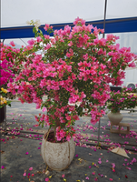 Bunga Hias Bougainvillea Kelopak Ganda Warna Putih Ungu Oranye-Berbilang Warna Tanaman Bonsai