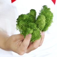 O-X006 Pabrik Grosir Diawetkan Kering Sphagnum Moss Alam Nyata Stabil Rusa Diawetkan Moss