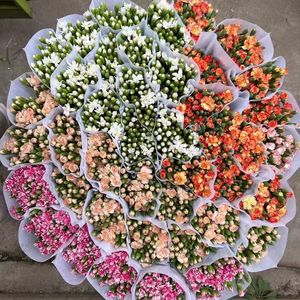 Flores de Clavel Dodin Multicabeza al por Mayor, Flores Frescas de Yunnan Duodingkang de Cabello Liso para Navidad y Día de San Valentín - Product Image 2