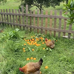 Chống mài mòn dễ dàng cắt lý tưởng cho mặt đường nông thôn/trang web xây dựng truy cập <span class=keywords><strong>geogrid</strong></span> thực tế - Product Image 6