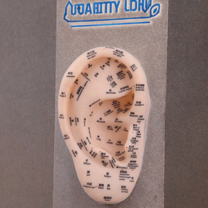 Modelo de acupuntura de oreja inglesa súper clara de 17cm, figura de medicina china de plástico suave, puntos de acupuntura para aprender - Product Image 2