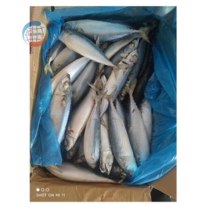 Sgombro del Pacifico Congelato BQF, Pesce Fresco Congelato, Sgombro <span class=keywords><strong>Blu</strong></span> per Commercio all'Ingrosso Globale di Prodotti Ittici - Product Image 5