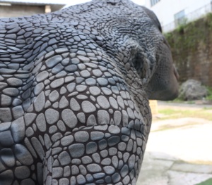 ชุดไดโนเสาร์เวโลซีแรปเตอร์สีน้ำเงินแบบสมจริง ปี 2026 สำหรับผู้ใหญ่  ออกแบบตามสั่ง คุณภาพระดับมืออาชีพ สีสันสดใส เหมาะสำหรับสวนสนุก - Product Image 4