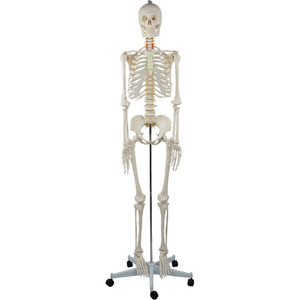 Adult female skeleton with spinal nerves and carotid arteries, packaged in a <b>foam</b> box. Medical teaching equipment. - Product Image 4