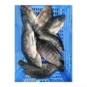 Tilapia Congelée 400 600 500 800 IQF BQF Tilapia Noire Fournisseur en Gros - Product Image 1