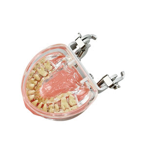 Model Gigi Resin Penyakit <span class=keywords><strong>Periodontal</strong></span> Model Gigi Anatomi untuk Mahasiswa Kedokteran Gigi Gusi Lunak Gigi Lepas Typodont Pasien - Product Image 4