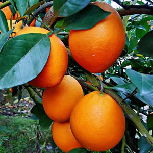 赣南有机无籽脐橙含糖量高色泽鲜艳直销厂家发货新鲜柑橘类水果 - Product Image 4