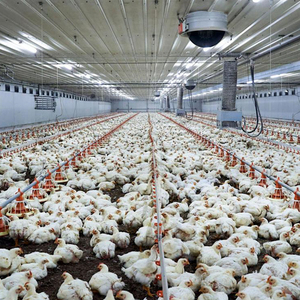 Nouveau système d'élevage avicole linéaire automatique en plastique pour poulets, avec mangeoire et poulailler complet, système d'alimentation pour poulets de chair - Product Image 2