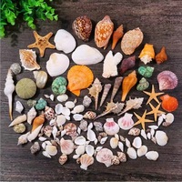 Coquillages naturels écologiques de différentes tailles, écologie marine, aménagement paysager de l'aquarium, coquillages pour la décoration d'aquarium, coquillages de plage