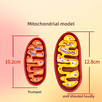 Modelo Anatómico Ampliado de Mitocodrón, Estructura del ADN Celular, Material Didáctico, Modelo de Organelo con Código de Colores para el Aula de Biología