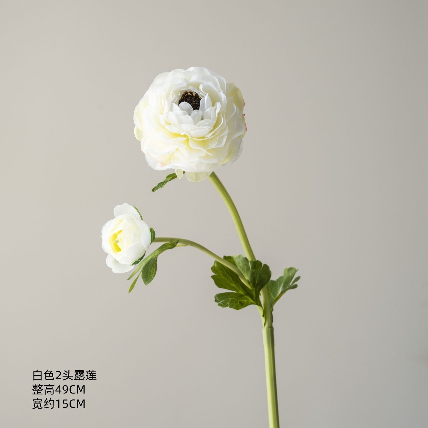 Lotus de rosée blanc à deux têtes