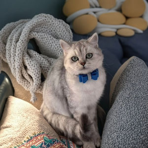 Bowknot Shiny Rhinestone <span class=keywords><strong>Collar</strong></span> para mascotas <span class=keywords><strong>Collar</strong></span> de cuero de microfibra para gatos y perros - Product Image 2