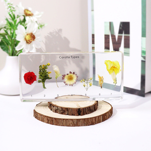 Alti tipi di Corolla acrilica trasparente campione di resina giocattoli educativi per la scuola superiore - Product Image 1