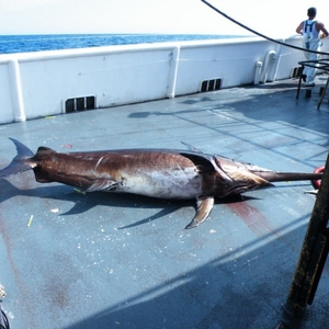 Pescado congelado IQF, 20kg, pez espada, captura salvaje, Océano Índico, mariscos de alta calidad para exportación, proveedor de pescado congelado a granel - Product Image 5