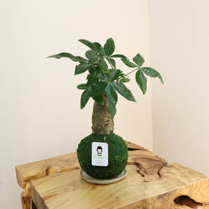 ชุด kokedama ต้นไม้<span class=keywords><strong>เงิน</strong></span>สไตล์คันทรีพร้อมลูกบอลมอสสำหรับพื้นและสวนต้นไม้กระถางดอกไม้และกระถางต้นไม้ที่สง่างาม - Product Image 4