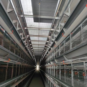 Jaula para Gallinas Ponedoras Tipo H de 4 Niveles Totalmente Automática - Product Image 3