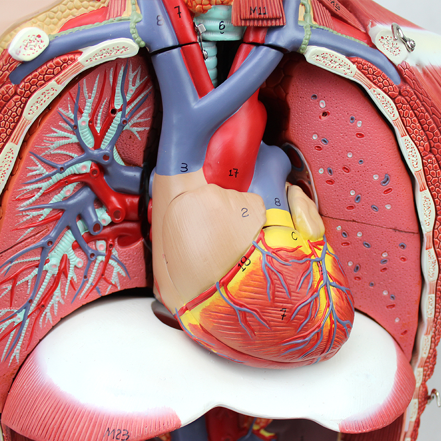 Medical Science Teaching 85cm Human Torso Model PVC Plastic Detachable Anatomy Demonstration Model