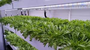 Skyplant Container Aeroponische Hydroponik-Farmen Pflanzenfabrik Hochproduktive Heimanwendung Kunststoff-Grüngras-Futtermittelmaschine - Product Image 5