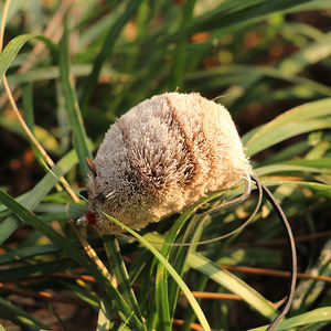 Leurre de pêche artificiel Selco Premium pour la pêche nocturne, la capture de poissons prédateurs, la pêche au <span class=keywords><strong>brochet</strong></span> - Product Image 5