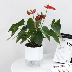 For sale cheap white plastic flower pot indoor With cotton thread self watering flower pots