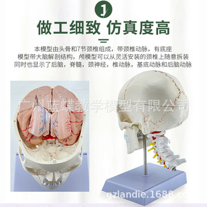 Modèle de crâne naturel avec vertèbres cervicales et structures cérébrales; crâne d'adulte avec artères cérébrales et cervicales suturées - Product Image 4