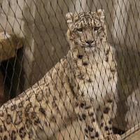 Grillage flexible et simple pour parcs zoologiques et cages à oiseaux – Idéal pour les pièges à animaux sauvages