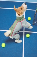 Gilet respirant pour animaux de compagnie, chemise légère pour chien, printemps-été, petits chiens, nouveau nylon rafraîchissant, imperméable, anti-insectes, anti-salissures