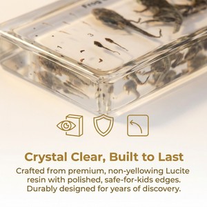 Echte kikker groeicyclus hars specimen taxidermie acryl kristal dier educatief leer speelgoed - Product Image 2