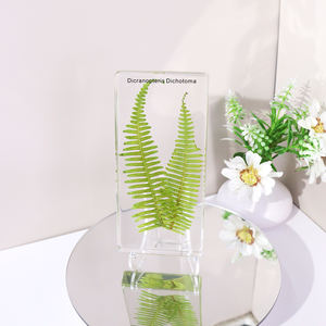 Haute transparence 4 types <span class=keywords><strong>de</strong></span> spécimen <span class=keywords><strong>de</strong></span> résine <span class=keywords><strong>de</strong></span> <span class=keywords><strong>fougère</strong></span> acrylique <span class=keywords><strong>de</strong></span> <span class=keywords><strong>fougère</strong></span> ressource pédagogique pour le lycée - Product Image 2
