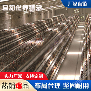 Cage à poulets de type H en acier inoxydable automatique multi-niveaux pour l'élevage avicole - Product Image 5