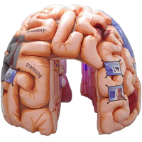 Tunnel Gonflable Géant Créatif en Forme d'Organe Humain pour Activités Éducatives Personnalisées, Expositions et Événements Extérieurs