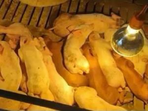 Không thấm nước hồng ngoại nhiệt đèn đỏ đọ sức chăn nuôi Bóng đèn 200W 250W 275wpet brooder nở gà lợn hồng ngoại sưởi ấm đèn - Product Image 3