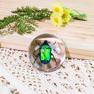 Résine Artisanat Taxidermie Insectes en Résine Transparent Acrylique Souvenirs Insectes Faits À La Main Véritables Insectes Spécimens Beetle - Product Image 1
