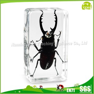 Resina trasparente colorato scarabeo scuola educazione esemplare di insetto tassidermia vera resina animale esemplare biologico in resina - Product Image 2