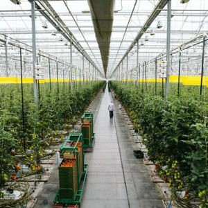 Serre en film plastique multi-voûtes commerciale - Système de ventilation intégré et conception résistante aux intempéries pour une agriculture toute l'année - Product Image 3