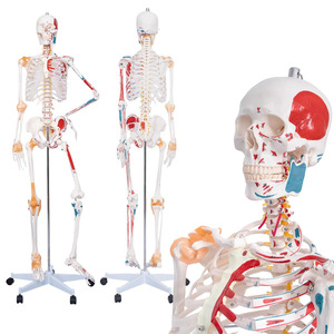 Modèle de crâne FRT002, moitié ligaments, moitié muscles peints, points d'origine et d'insertion détachables, squelette humain de 176 cm - Product Image 1