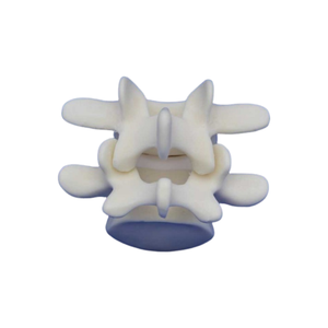 Vertebra lombare L4 e L5 in schiuma solida KyrenMed modello osseo per la formazione in officina di ortopedia avvitamento e placcatura - Product Image 4