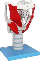 Modèle d'anatomie Larynx humain Modèle professionnel de simulation d'articulation du larynx humain agrandi Classe médicale Enseignement Affichage médical
