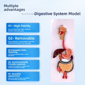 Modelo Anatómico del Sistema Digestivo Humano con Hígado, Estómago y Intestino Grueso para Entrenamiento en Ciencias Médicas, Tipo Maniquí - Product Image 4