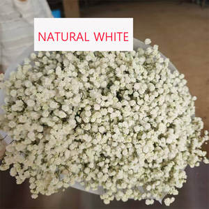 <span class=keywords><strong>Ramo</strong></span> de Flores Secas de Gypsophila Blanca, Planta Natural Preservada para Decoración de Bodas, Fiestas, Manualidades, Estilo Boho, Decoración del Hogar - Product Image 2